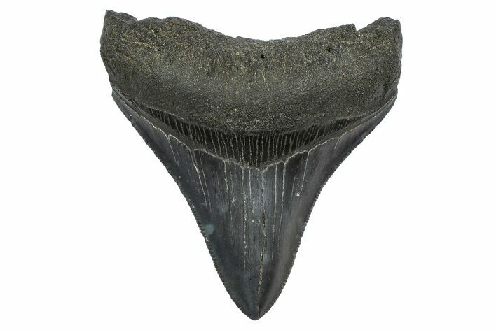 Serrated, Fossil Megalodon Tooth - South Carolina #372388